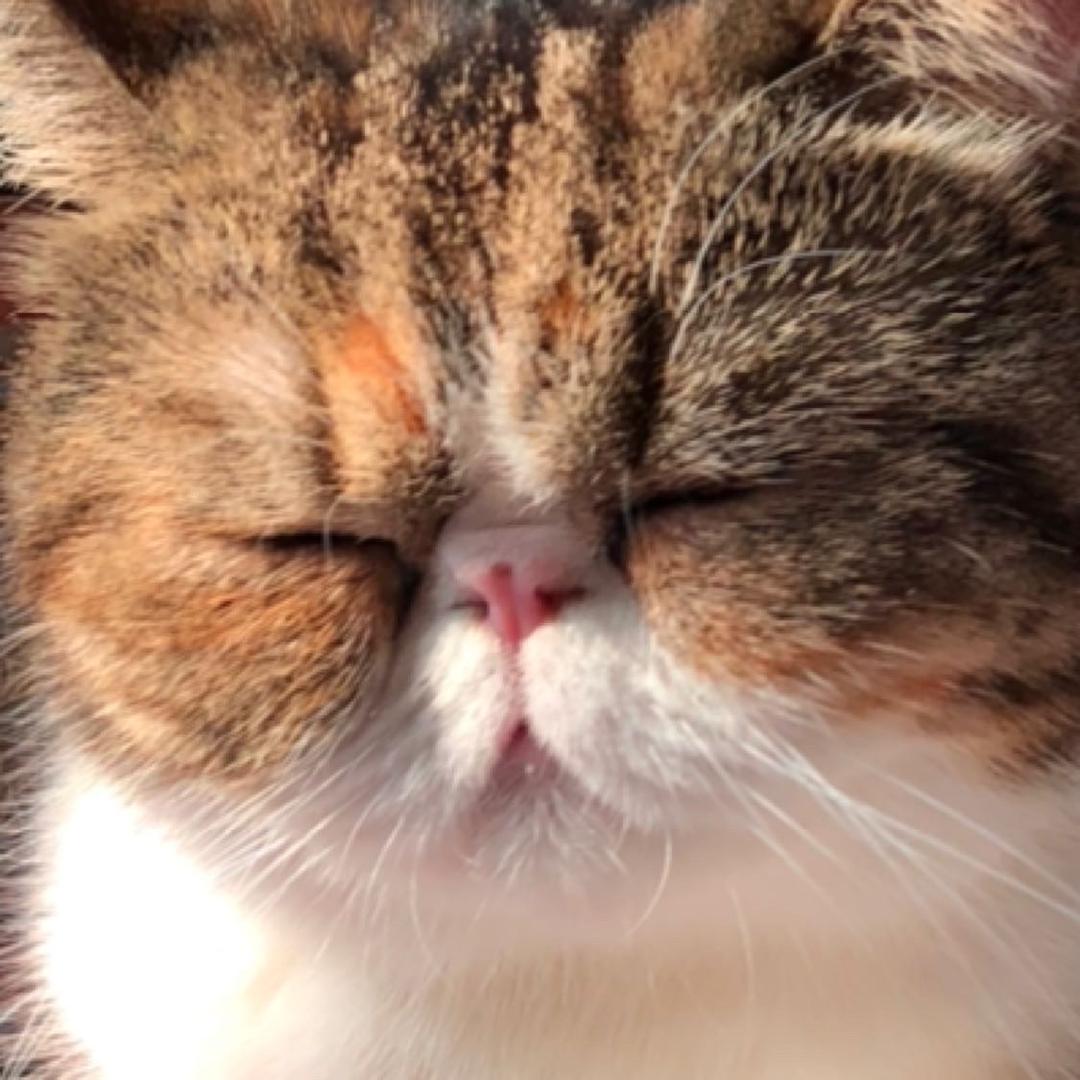 陈宝猪日记