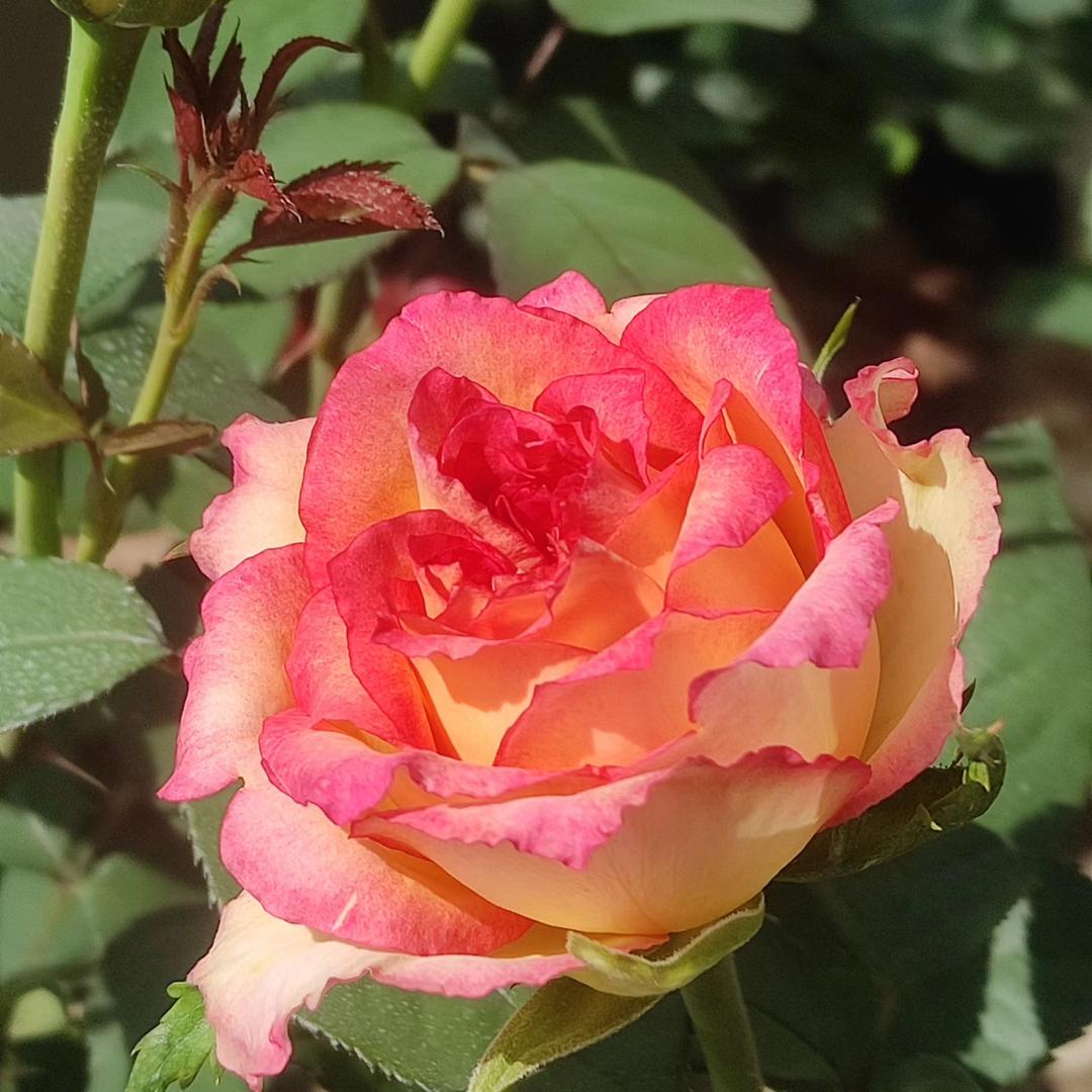 花秀源盆景绿化