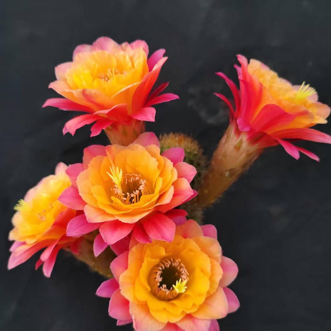 高山多肉园昆明基地