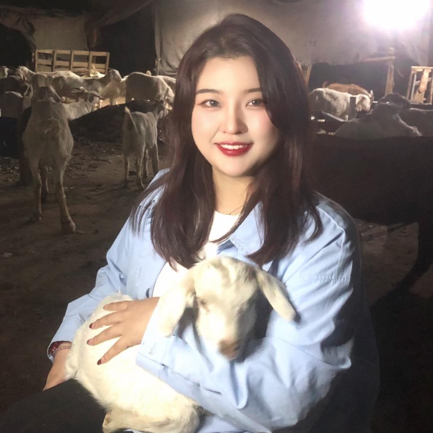 玫瑰养羊