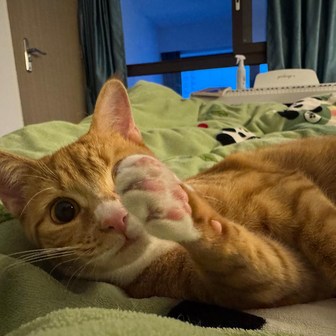 陈只猪               🐷