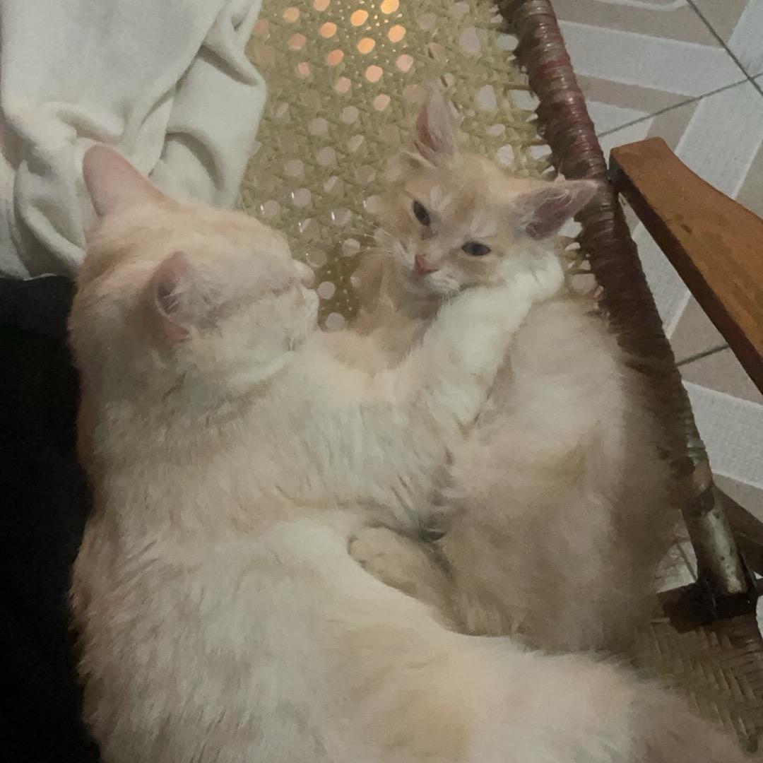 孤影（三角洲）