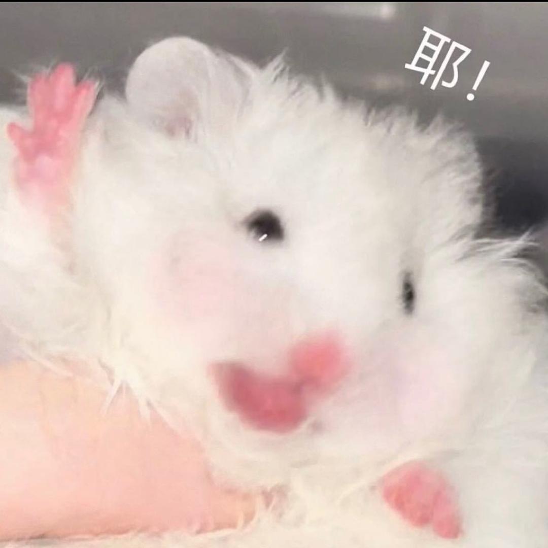 乔本豆