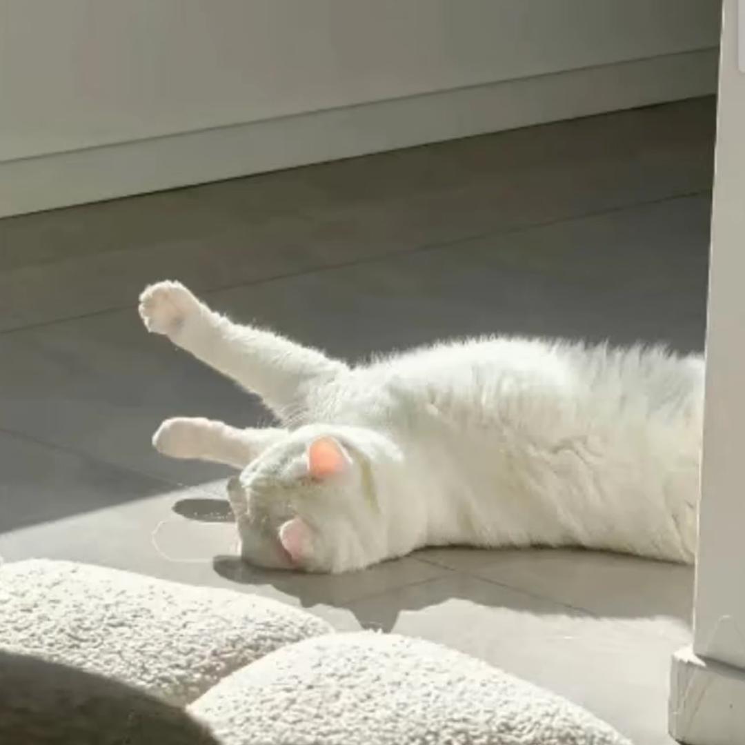 h1