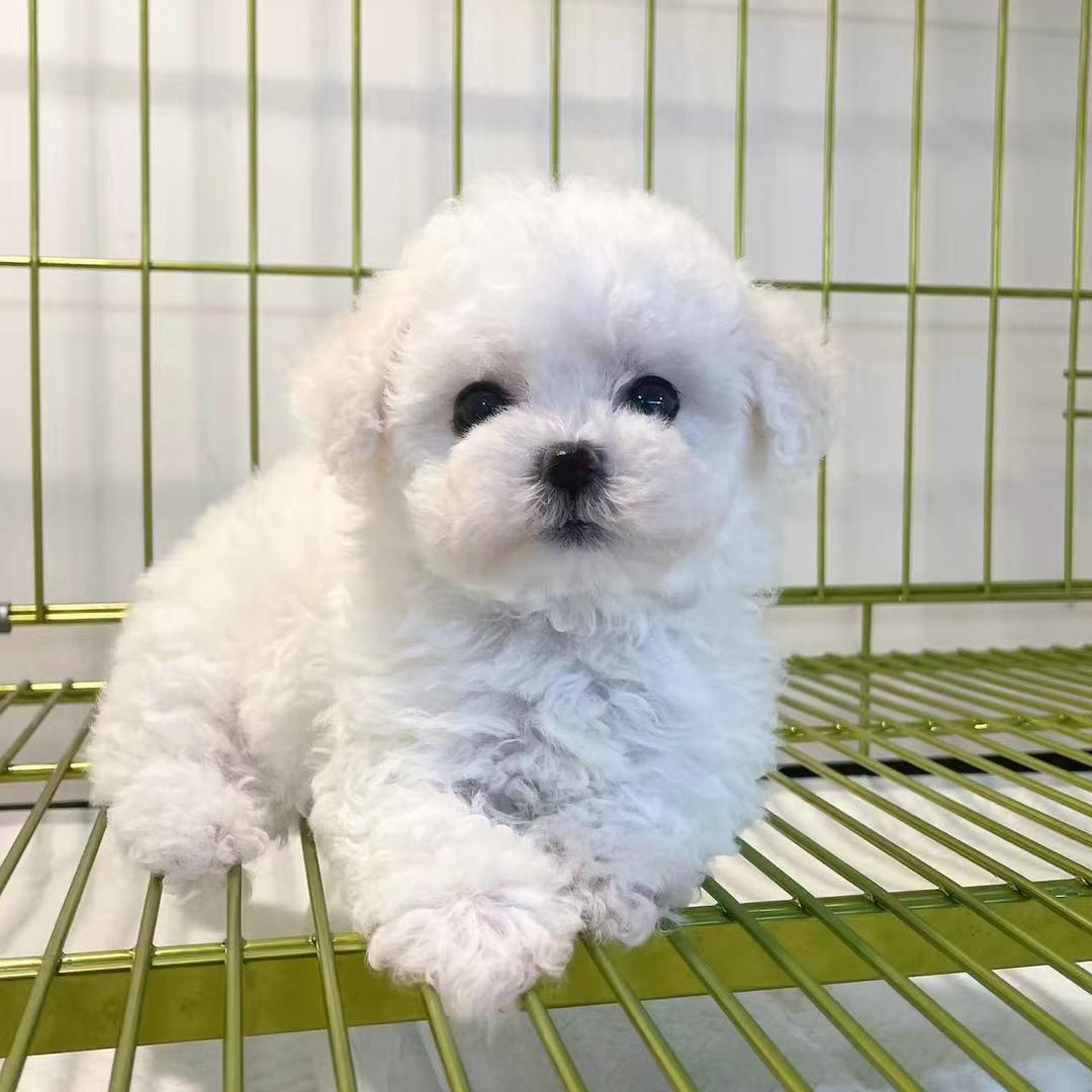 大世界养犬人