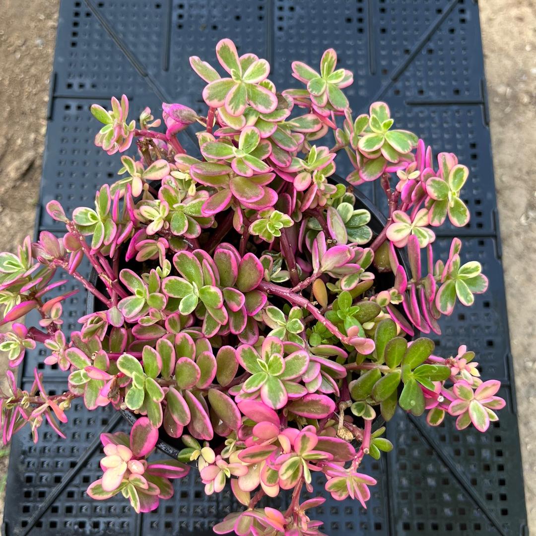 那些花