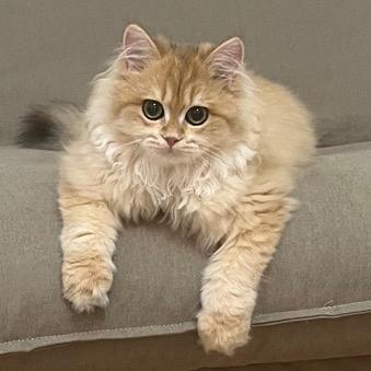 用点心不是用来吃的点心