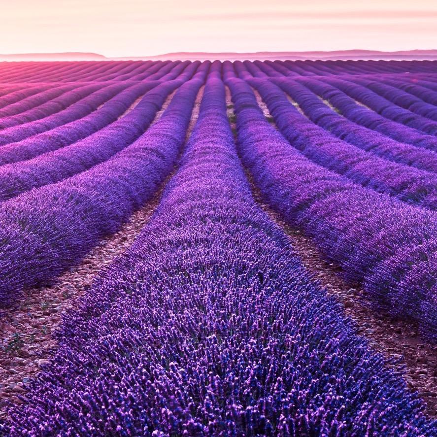 🦄🎄🌵🐲🌹🌸🌎🌈