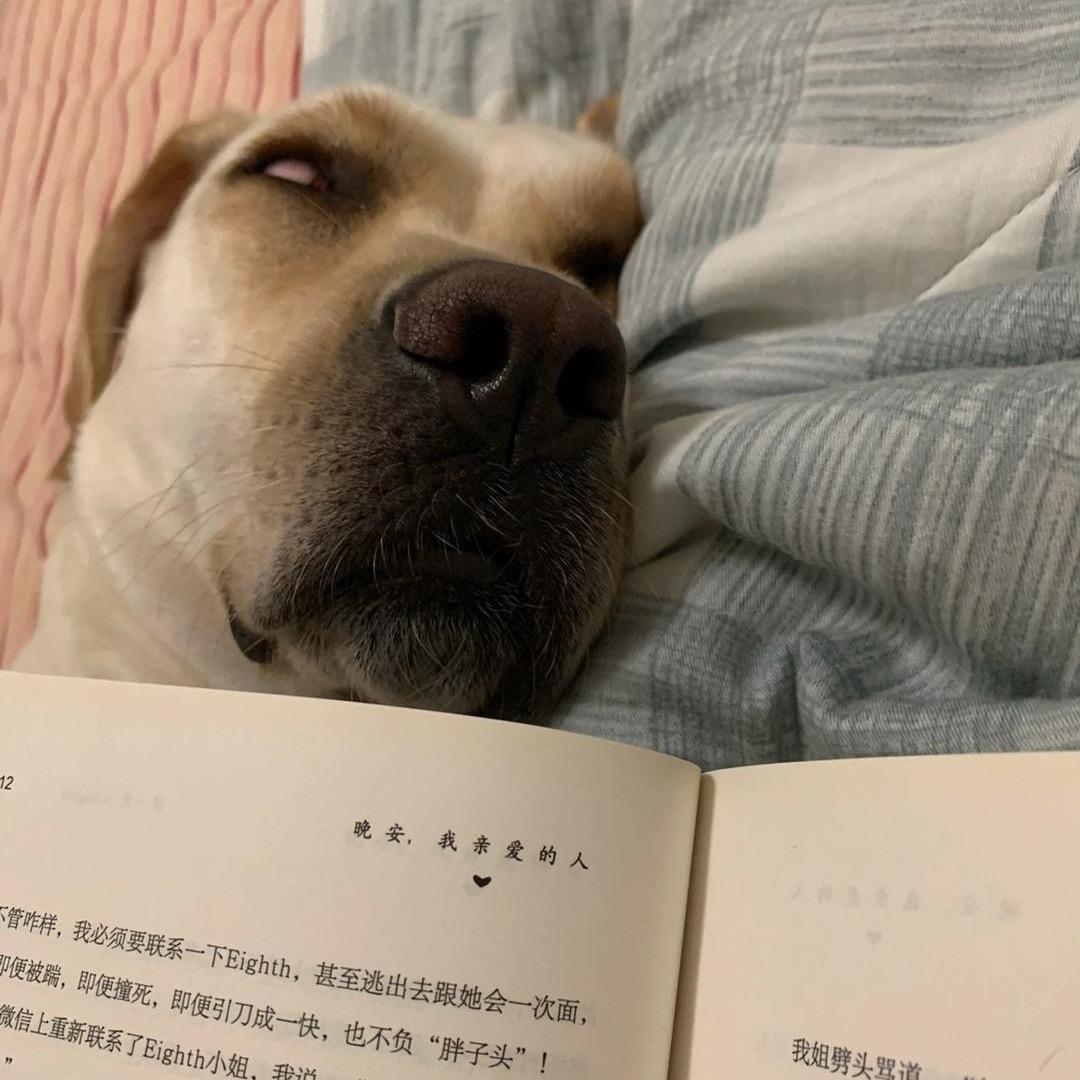 多啦A没有梦🐬