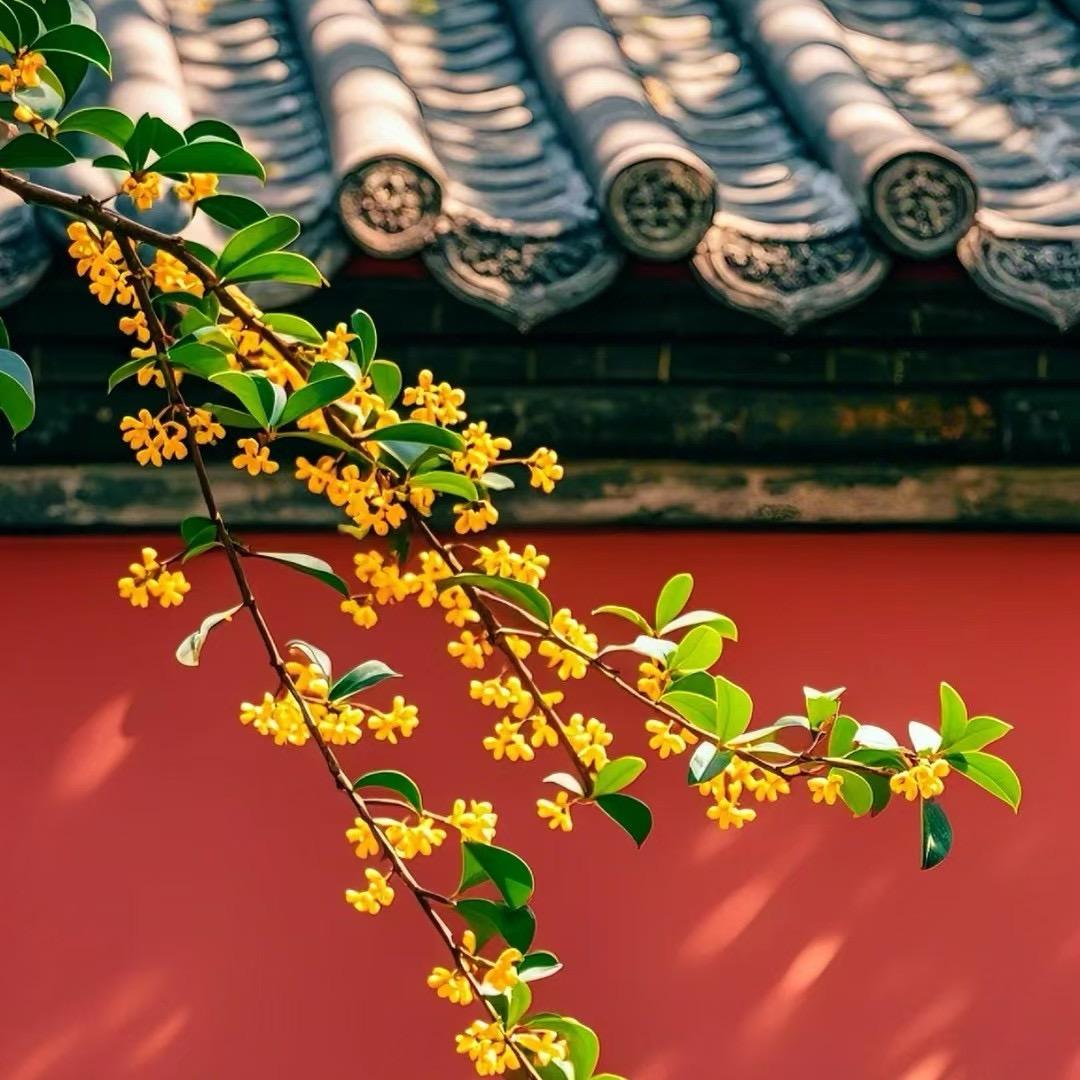 何瑾怡