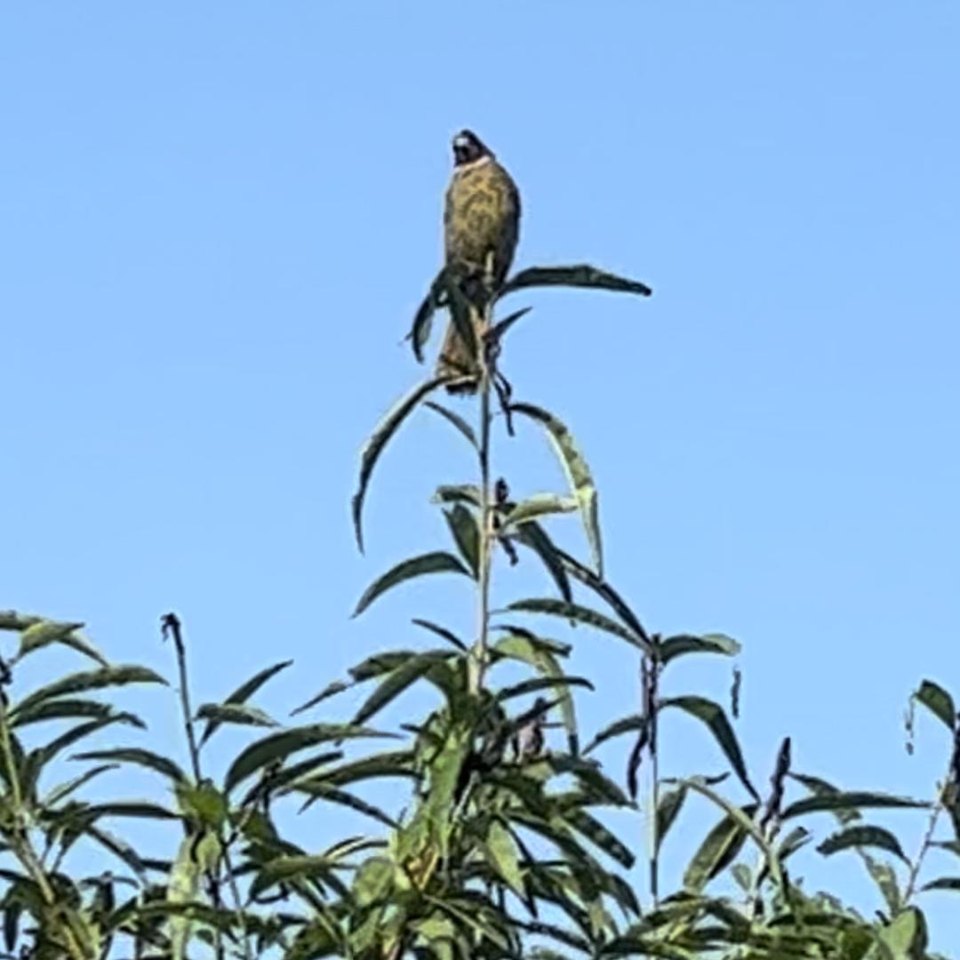 🌻沵婼鮟恏🌹楩湜啨兲🌻