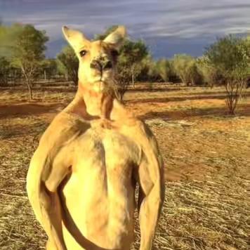 汤圆到底有多圆