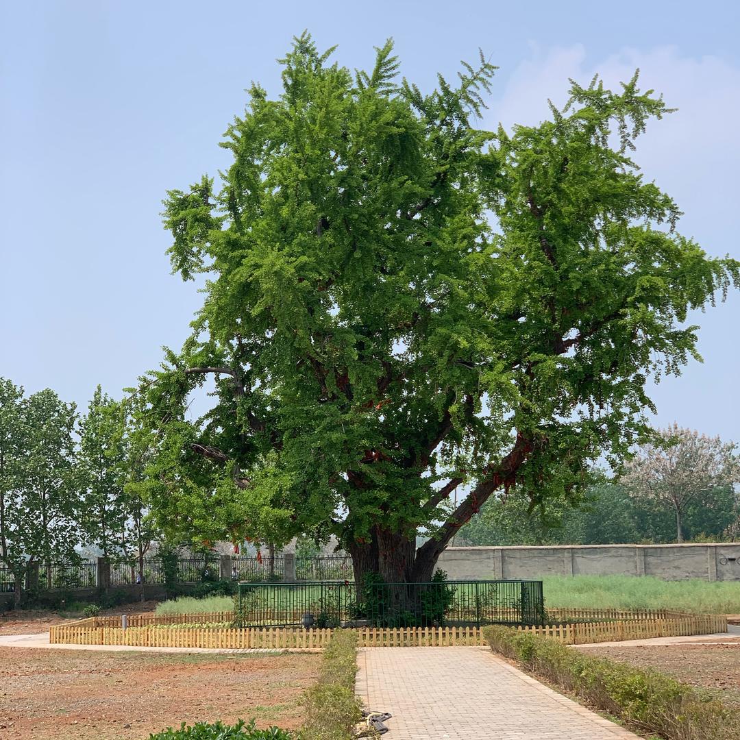 温柔的和暖春天的风。