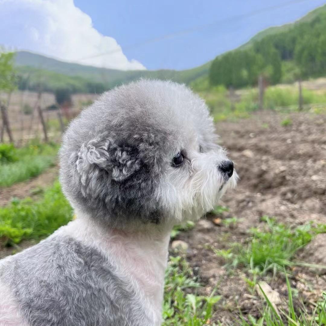 胖毛多