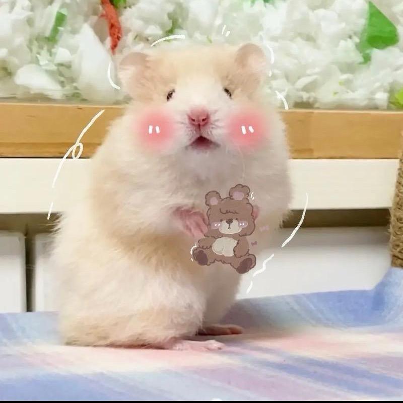 糖糖糖的鼠
