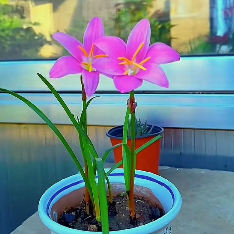 健康好运🌺