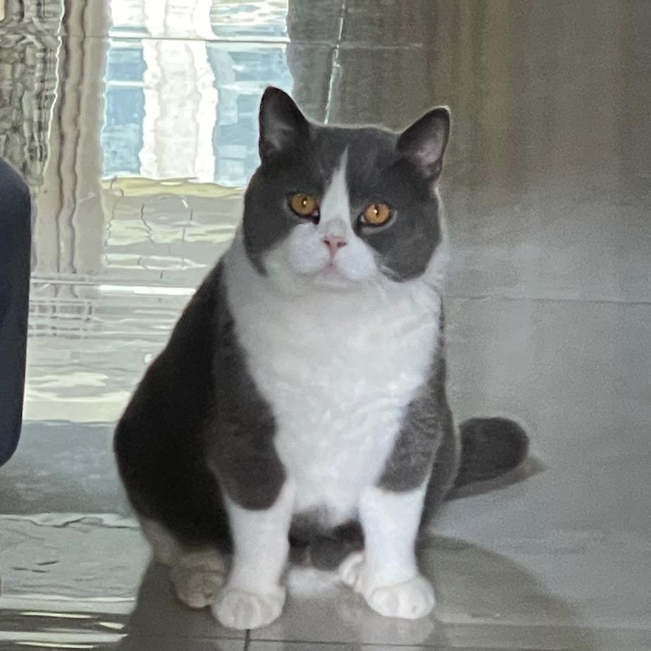 何仔仔是个铲屎官🐱