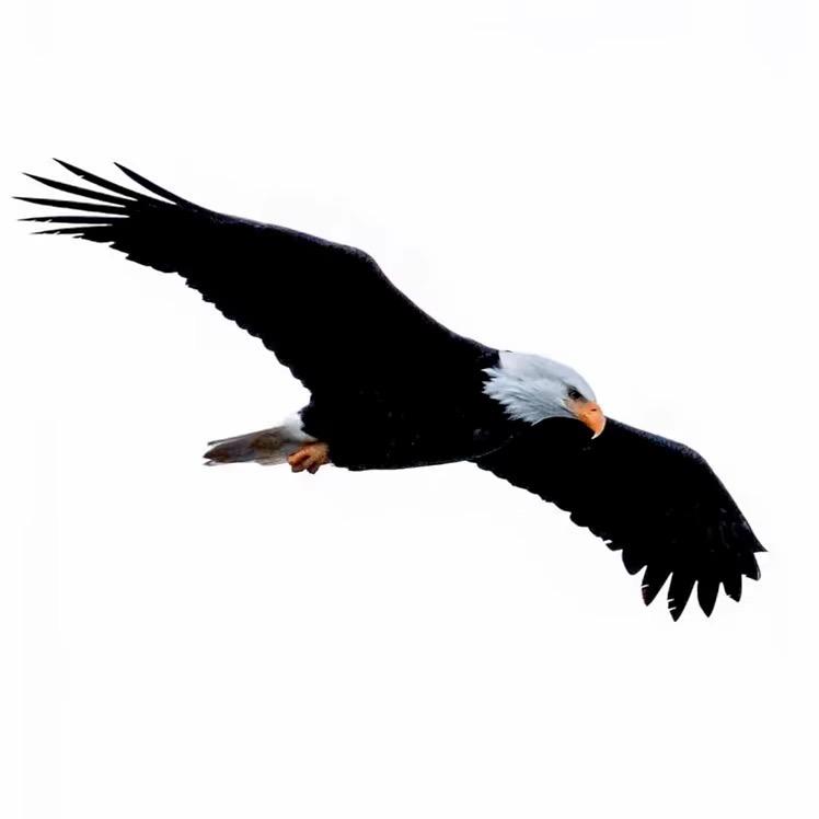 翻翻 abdu_🦅