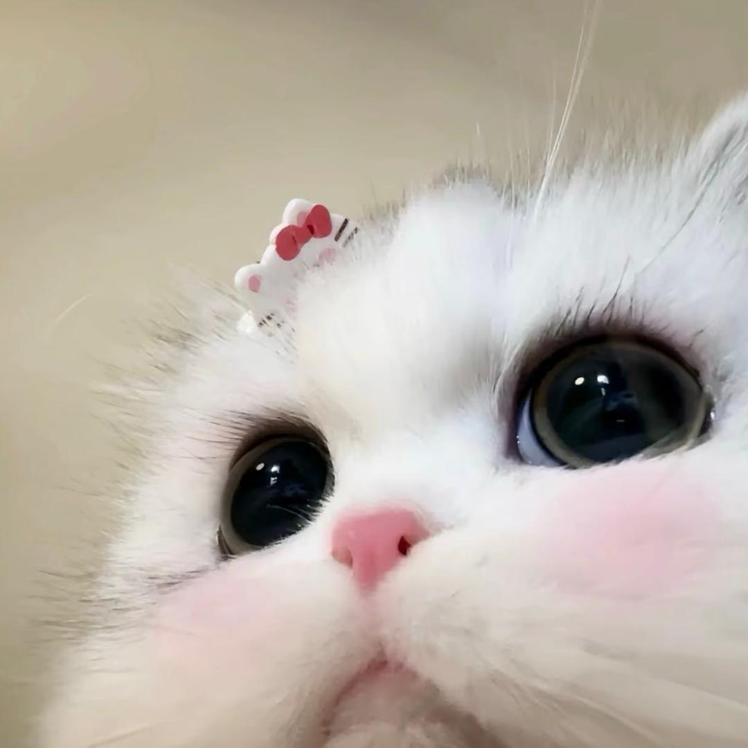 南寻