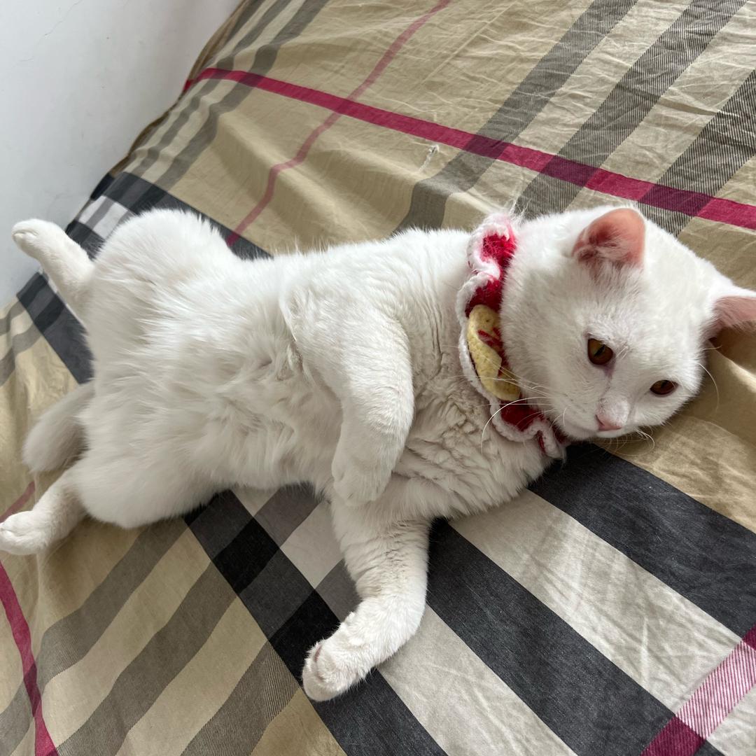 成成小飞侠🇨🇳