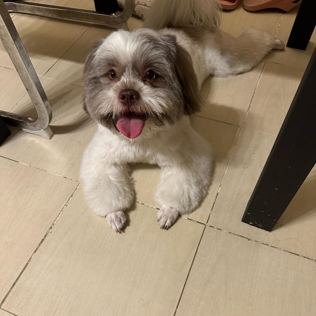 家有🐶胖子