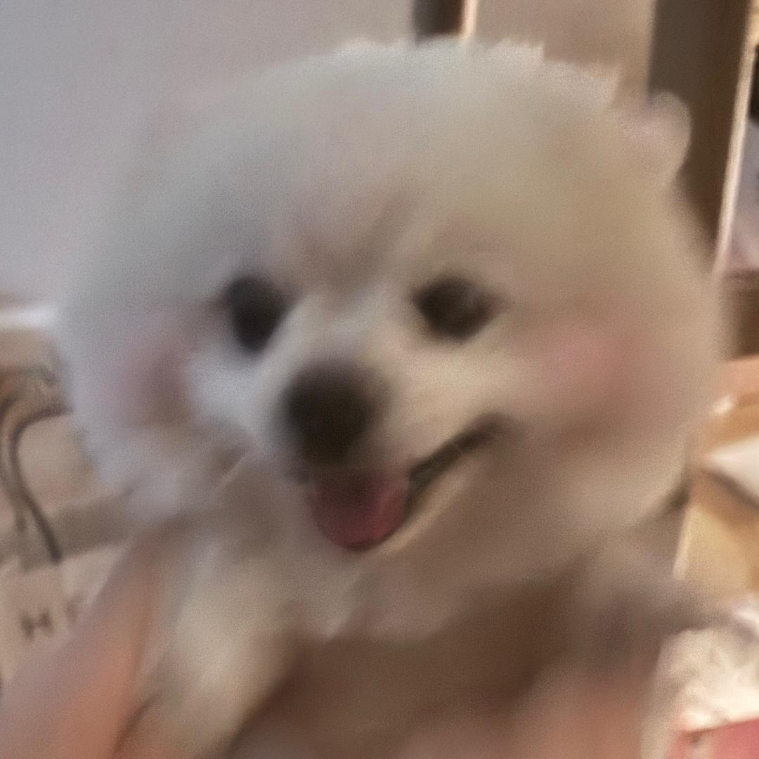 特务兔🐰