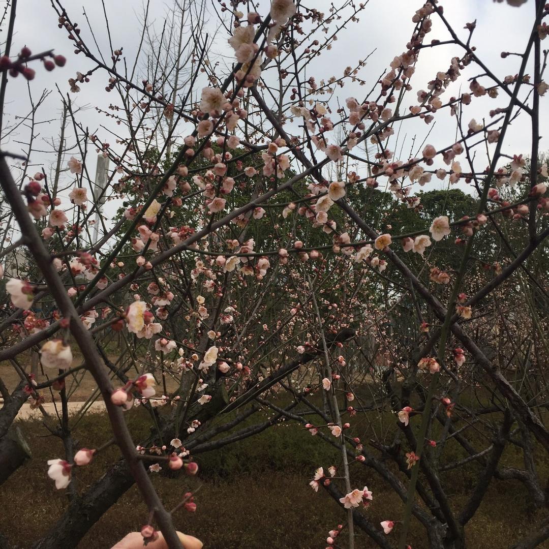 小英－