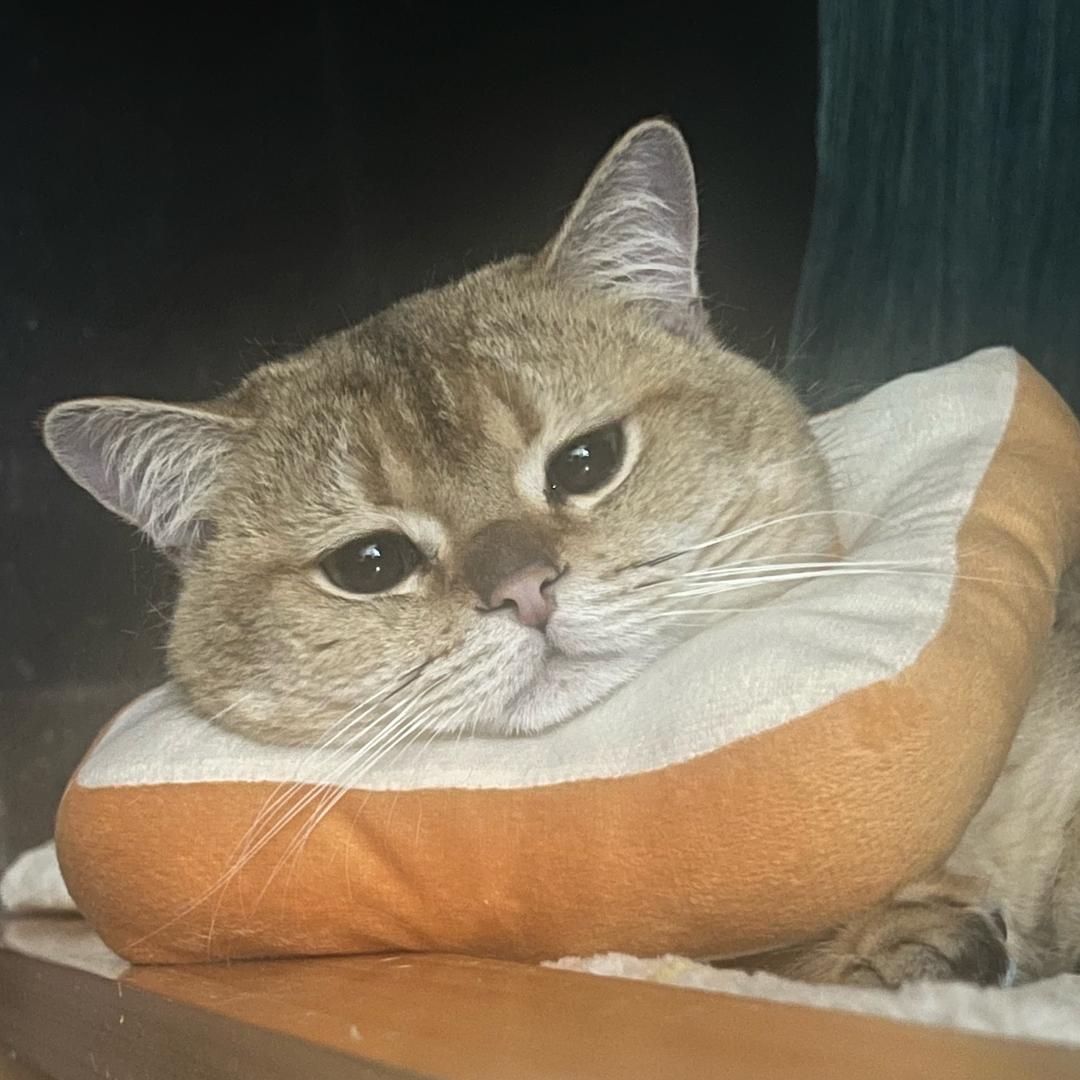 33921