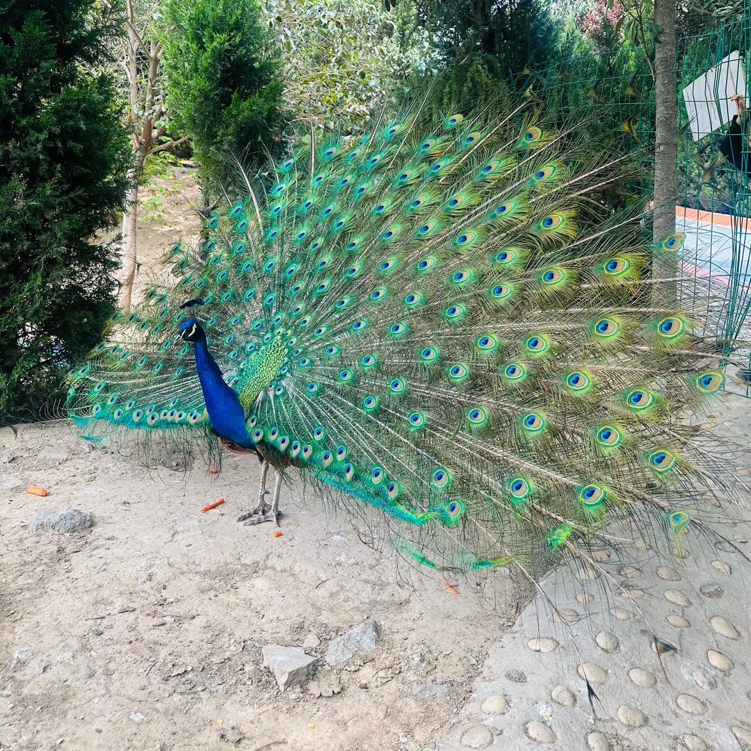 伱若盛开、蝴蝶自来