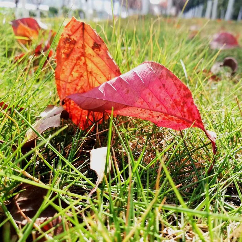 陌上花开迟