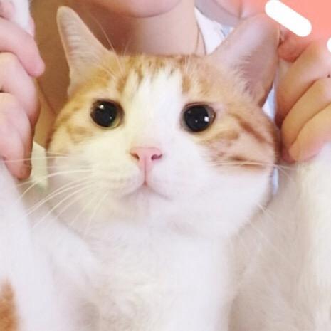 🐈🐈🐈猫蛋娅(｡