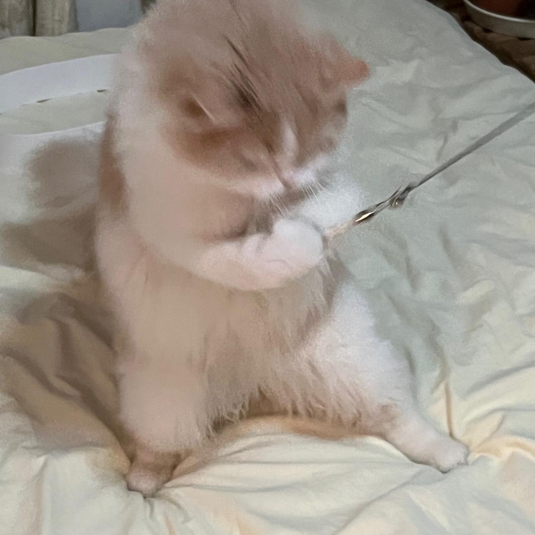 没事出没