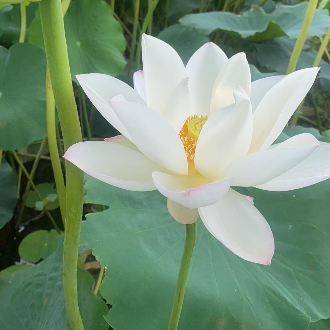 元