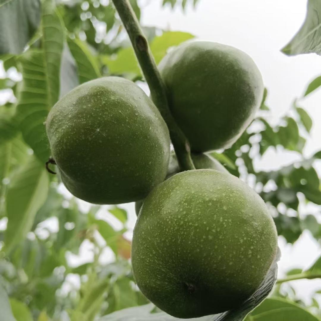 核流之王工作室