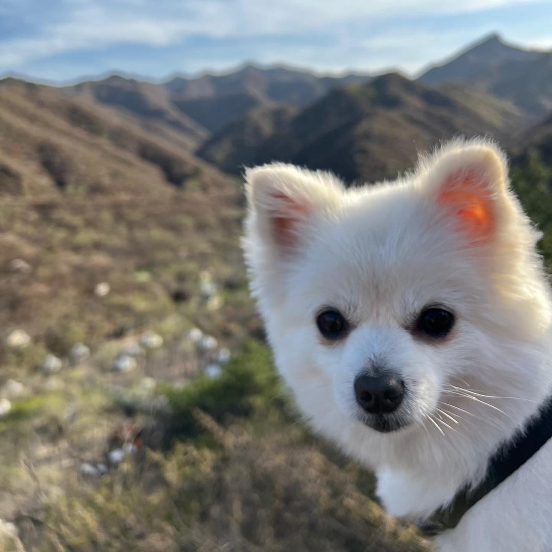 苍山