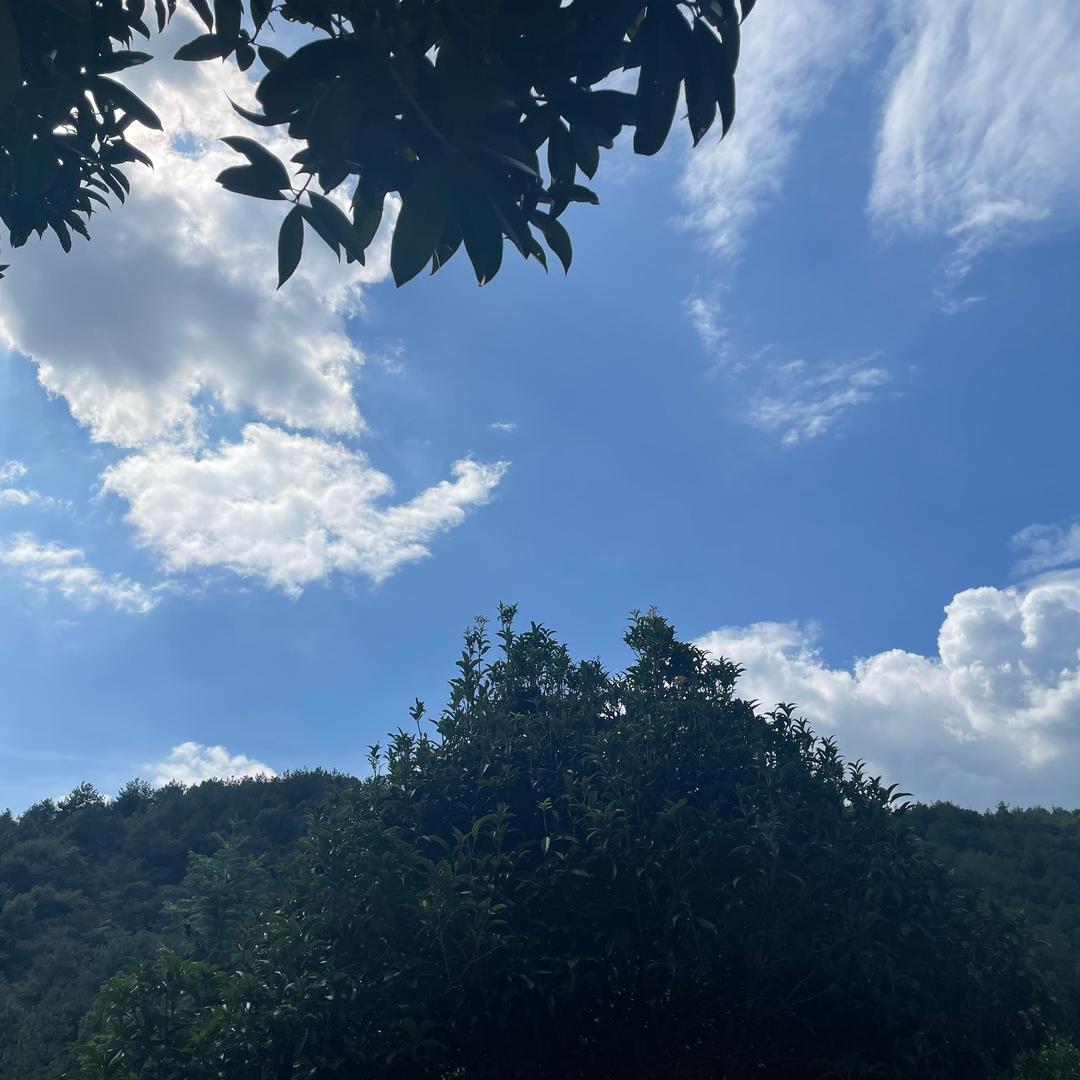炮炮爸