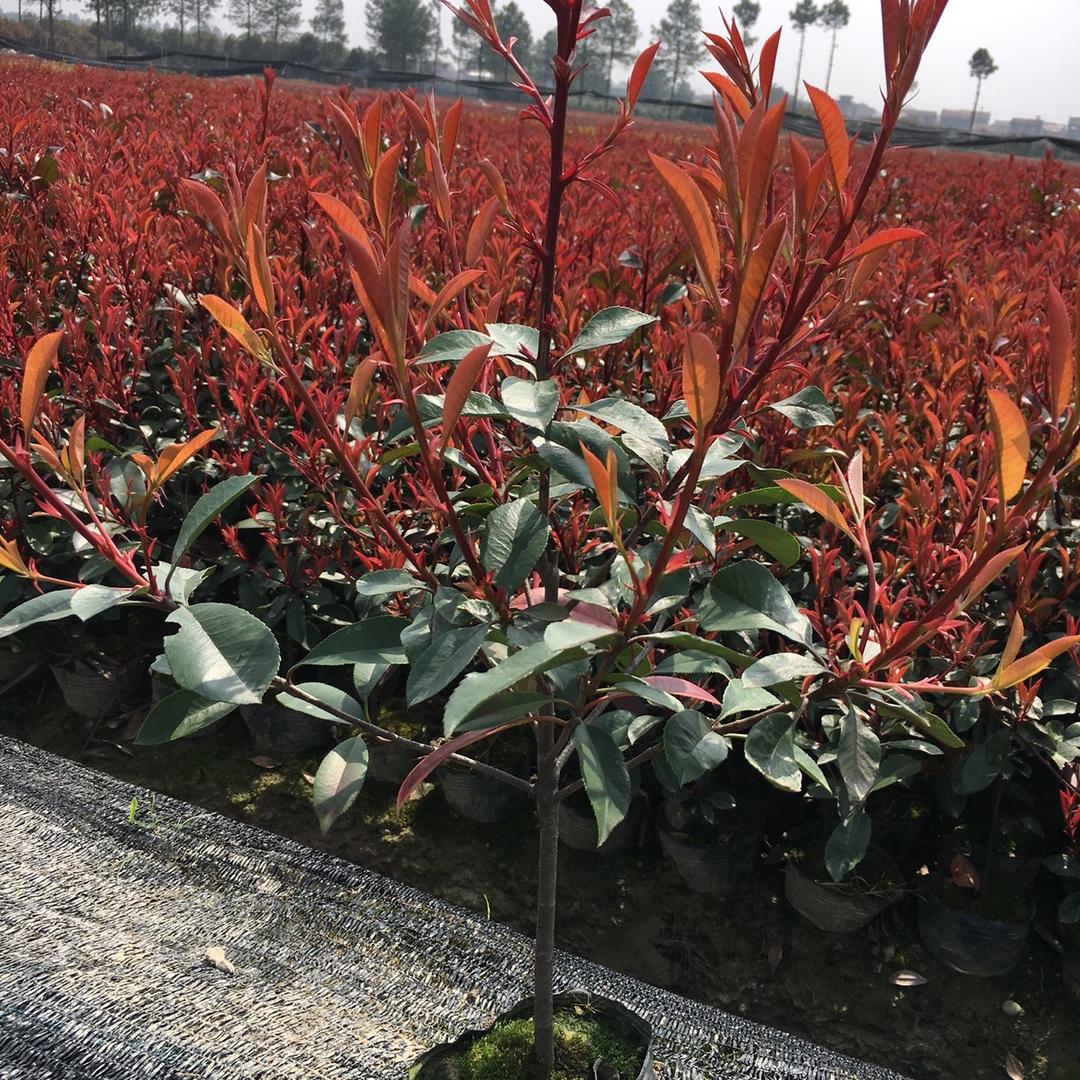浙江金华青蓝苗木杯苗色块工程苗基地批发
