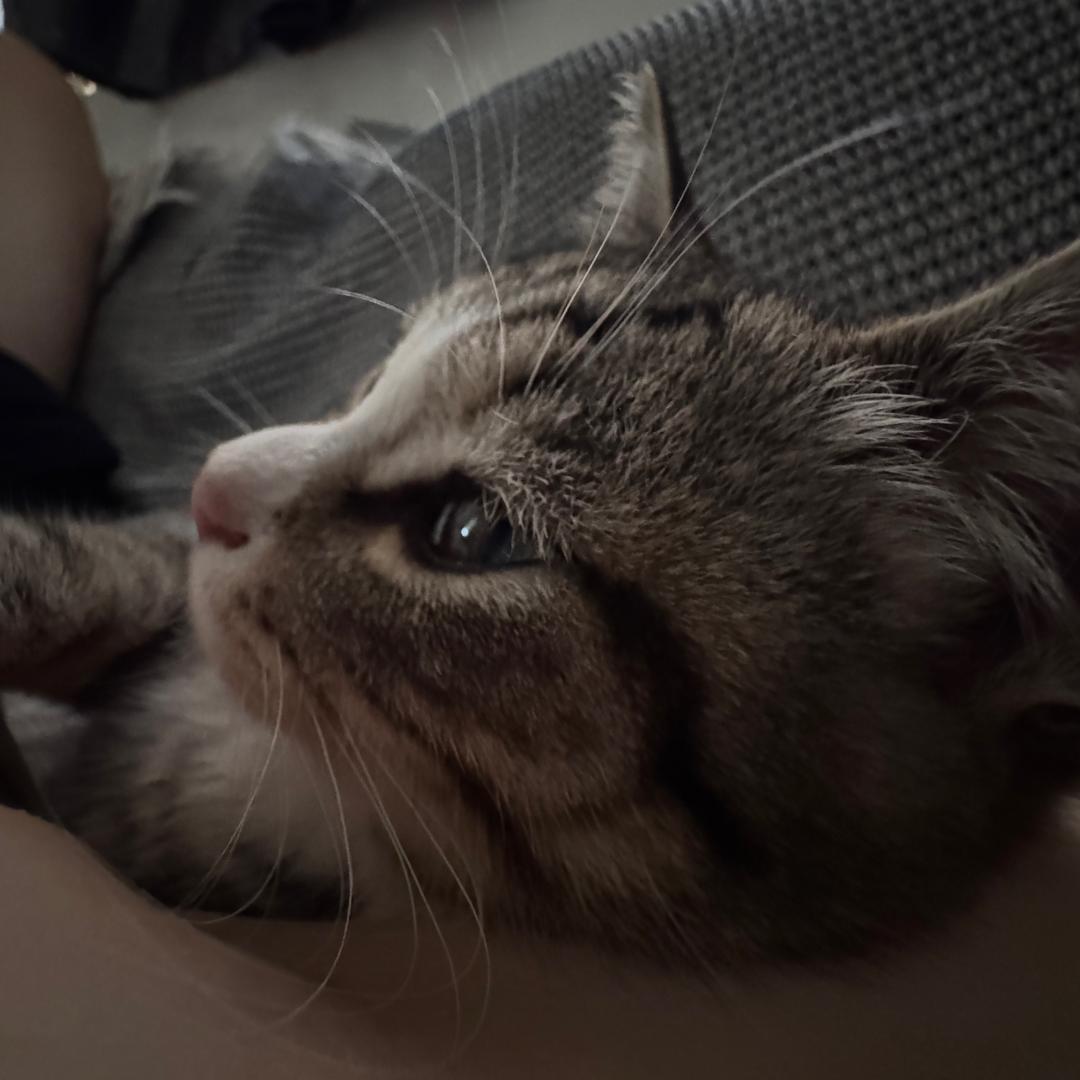 满满是只喵🐱