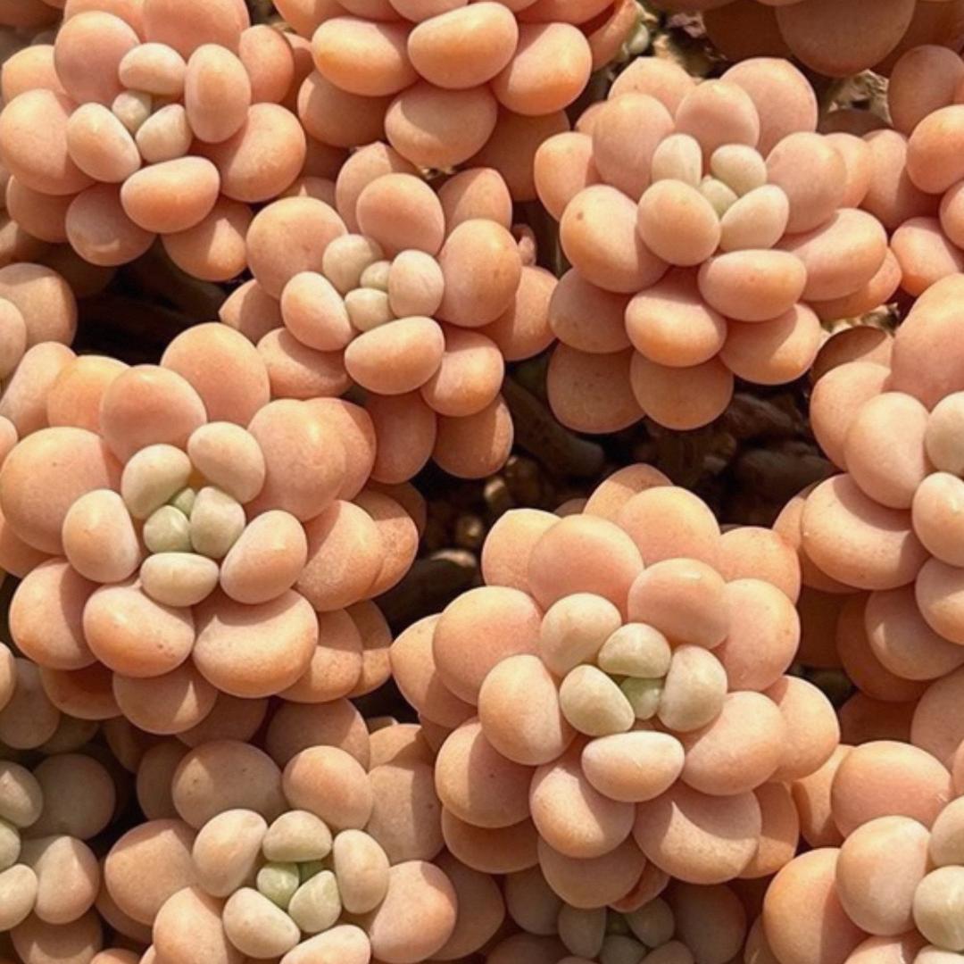 🌳🌳🌳🌳🌳🌳