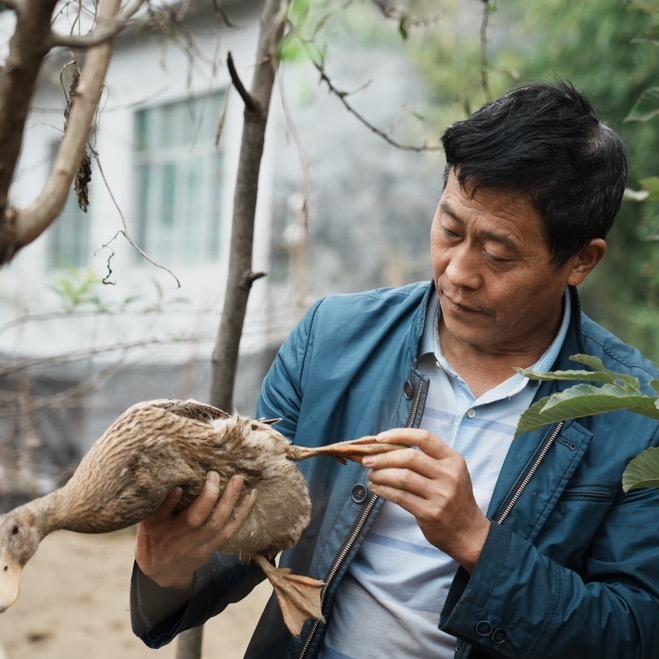 贵州省原生态高原绿壳土鸭蛋