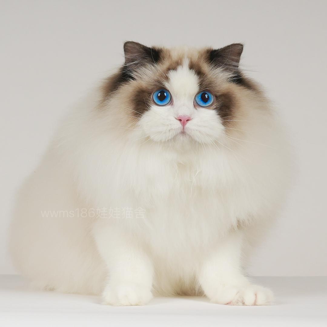 南宁李珊珊的布偶猫舍