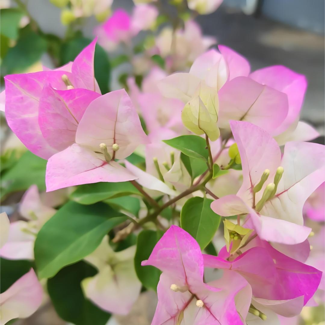 润绿三角梅（绿樱）