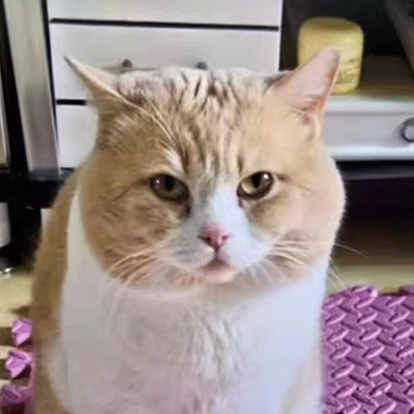 猫咪叫包子