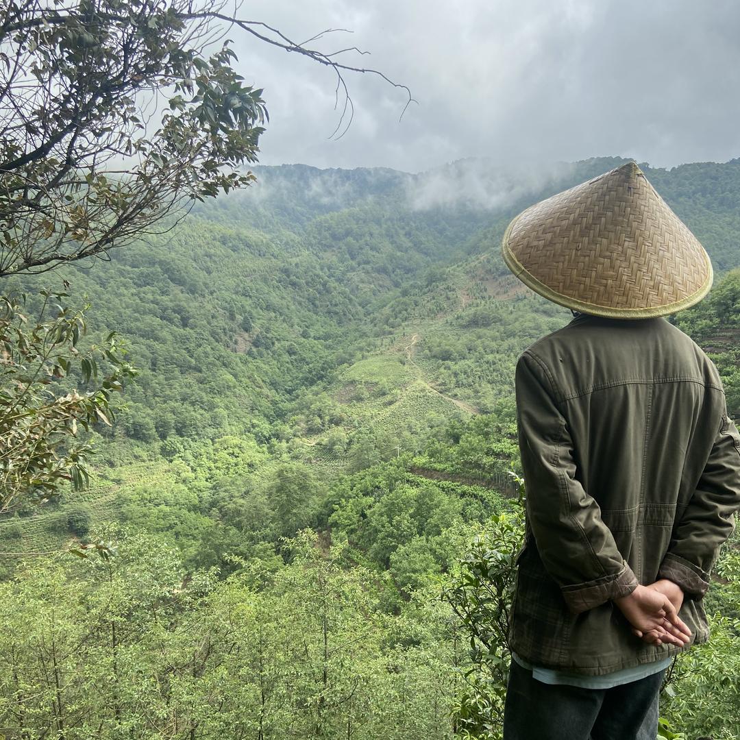 德彪茶业