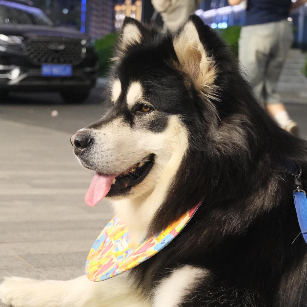 快跑冲冲💨