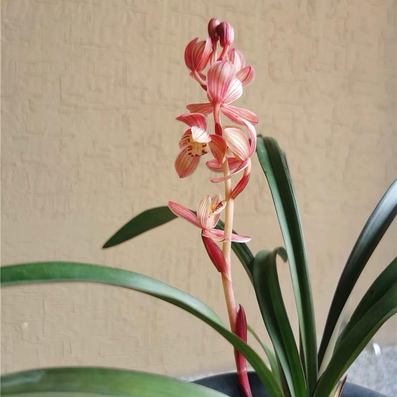 橙子兰花坊