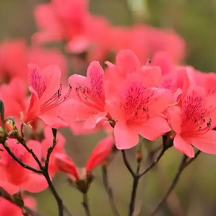 花千树映山红园艺