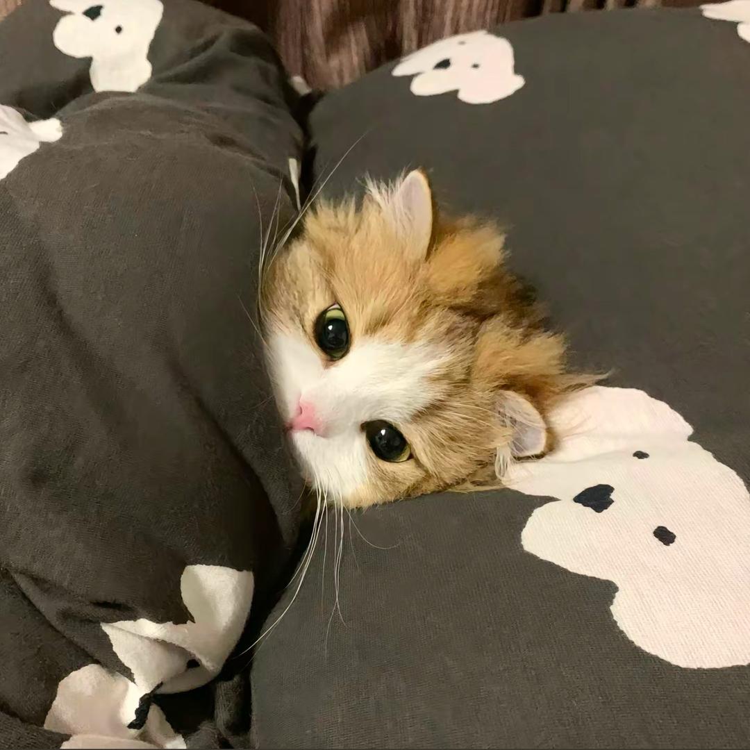 肥肠米糊💤