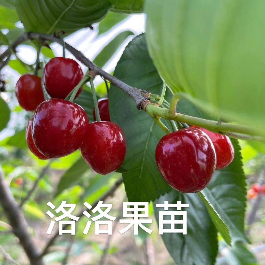洛洛苗木场专营店