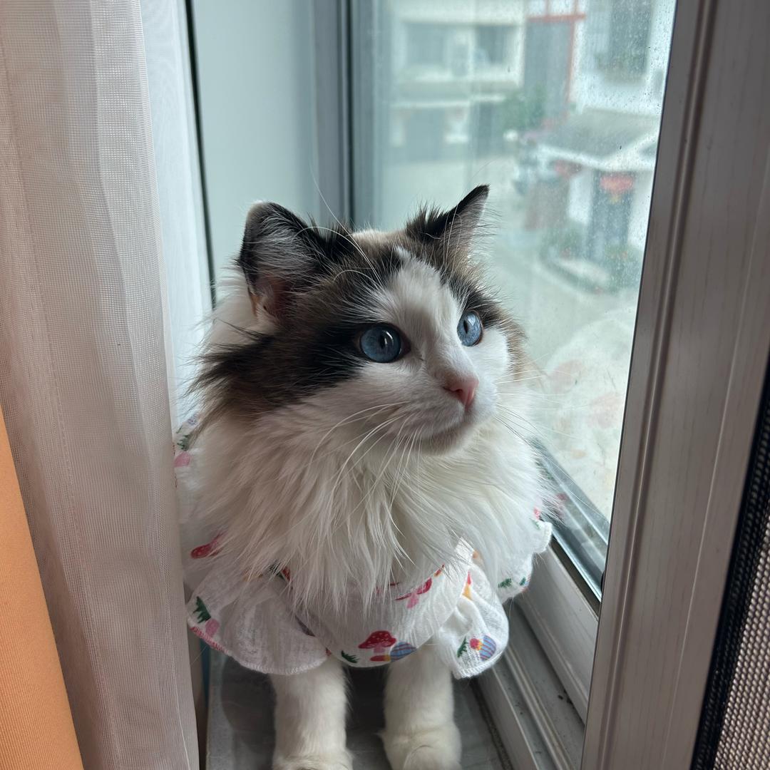 小胖子🌸